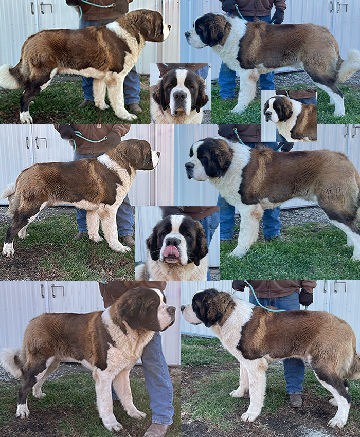 Pumpkin collage